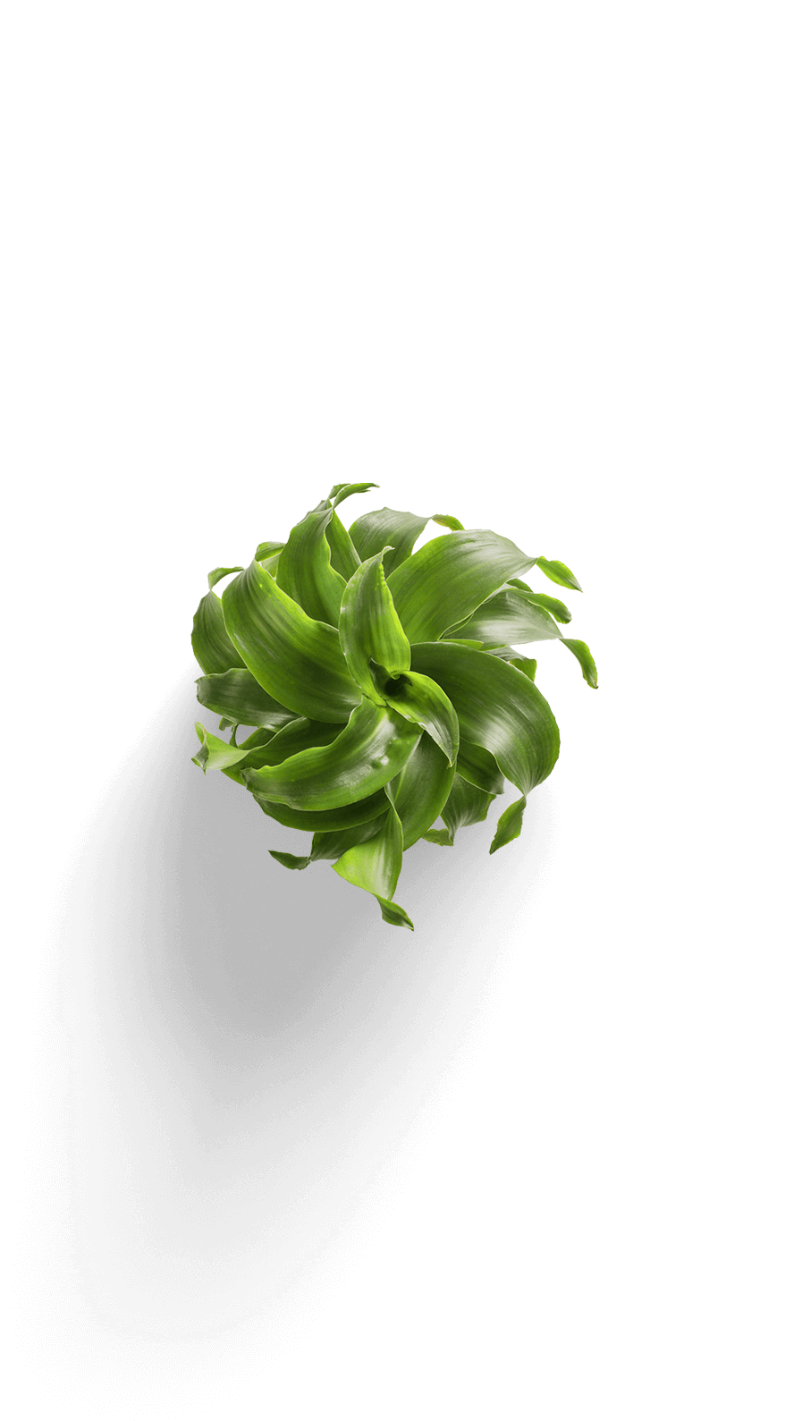 flower-leaf